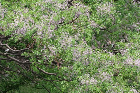 5月インドセンダン(野川)