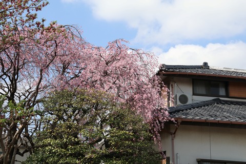 IMG_7389妙法寺