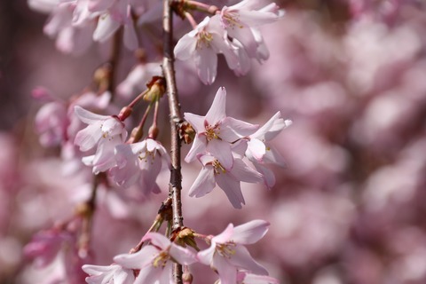 IMG_7364先に咲いてる桜