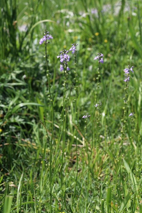 IMG_7318マツバウンラン