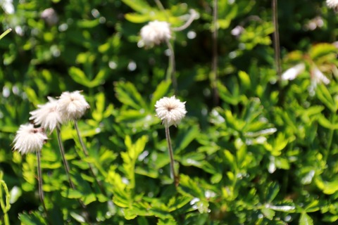 IMG_0872チングルマの実 草でなく木