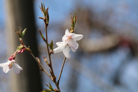 IMG_7372最速で葉桜になる桜