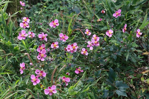 IMG_1748シュウメイギク