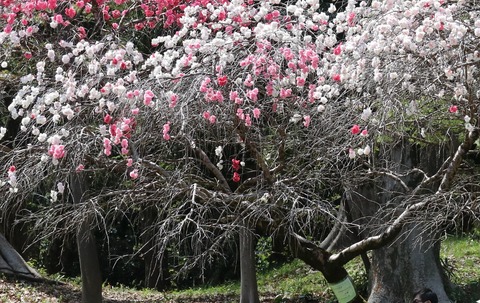 IMG_5645砧公園