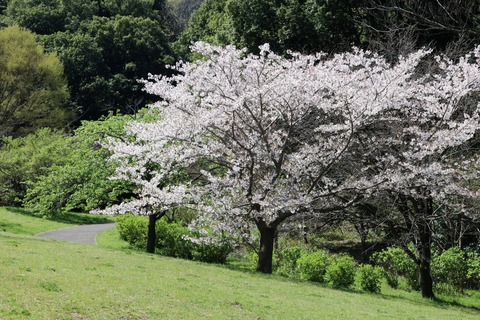 IMG_7927桜の谷