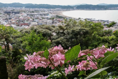 IMG_9181長谷寺 由比ヶ浜を望む