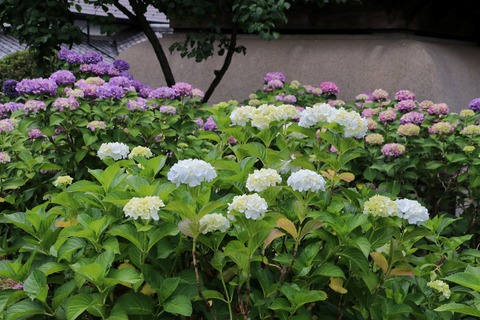 IMG_9758白山公園