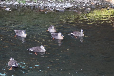 IMG_6626カルガモ