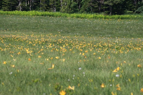 IMG_0619大江湿原