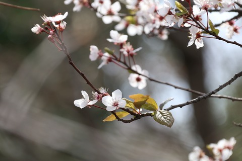 IMG_7094次太夫児童公園 早咲きの・・？