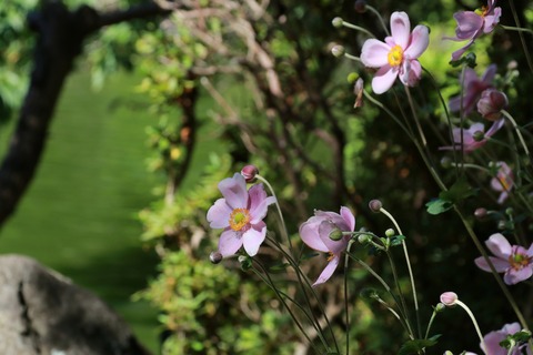 IMG_1708シュウメイギク