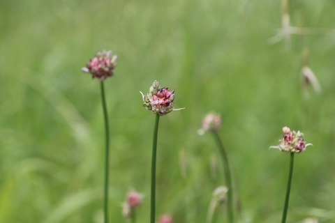 5月ノビル10日(多摩川土手)