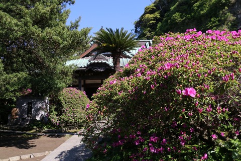 IMG_7110安養院 本堂