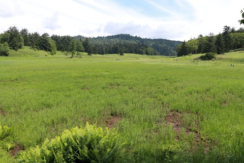 IMG_0710大江湿原