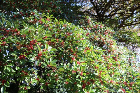 IMG_4485クロガネモチ