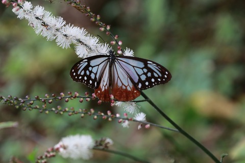 IMG_1845アサギマダラ