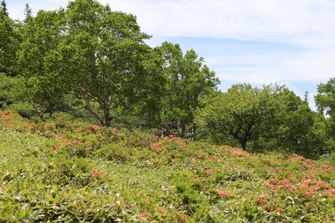 IMG_0100美しテラスへの道