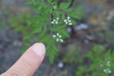 IMG_7518ヤブジラミb