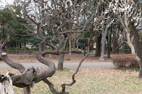 IMG_5863砧公園東側梅林