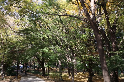 IMG_4410カエデの森