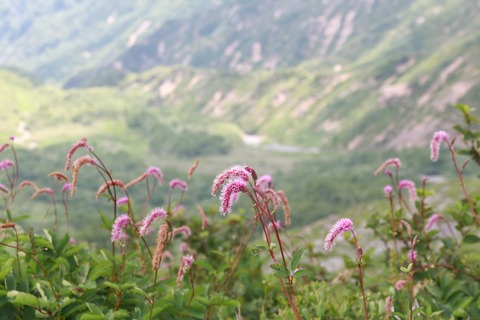 IMG_1308カライトソウ