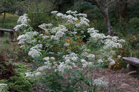 IMG_1846ヒヨドリバナ