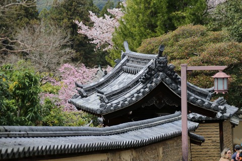 IMG_8076寳珠院（ほうしゅいん）の門の屋根と桜