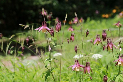 IMG_0739ヤマオダマキ