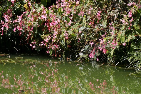 IMG_1710シュウカイドウ