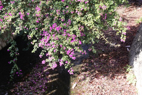 IMG_5678(ドラゴン橋より)ブーゲンビリア