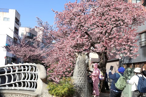 IMG_5672糸川遊歩道 あたみ桜