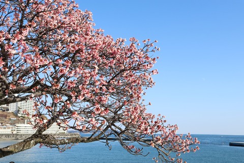 IMG_5721熱海親水公園