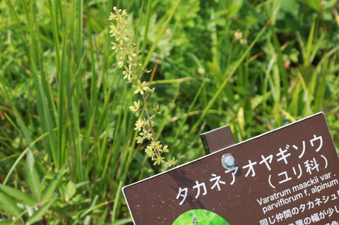 IMG_1134タァネアオヤギソウ