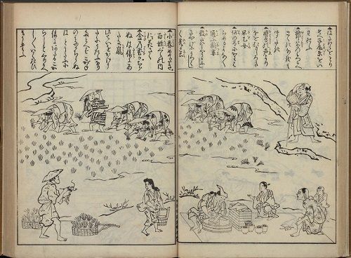 さくらの日 老いの愉しみ