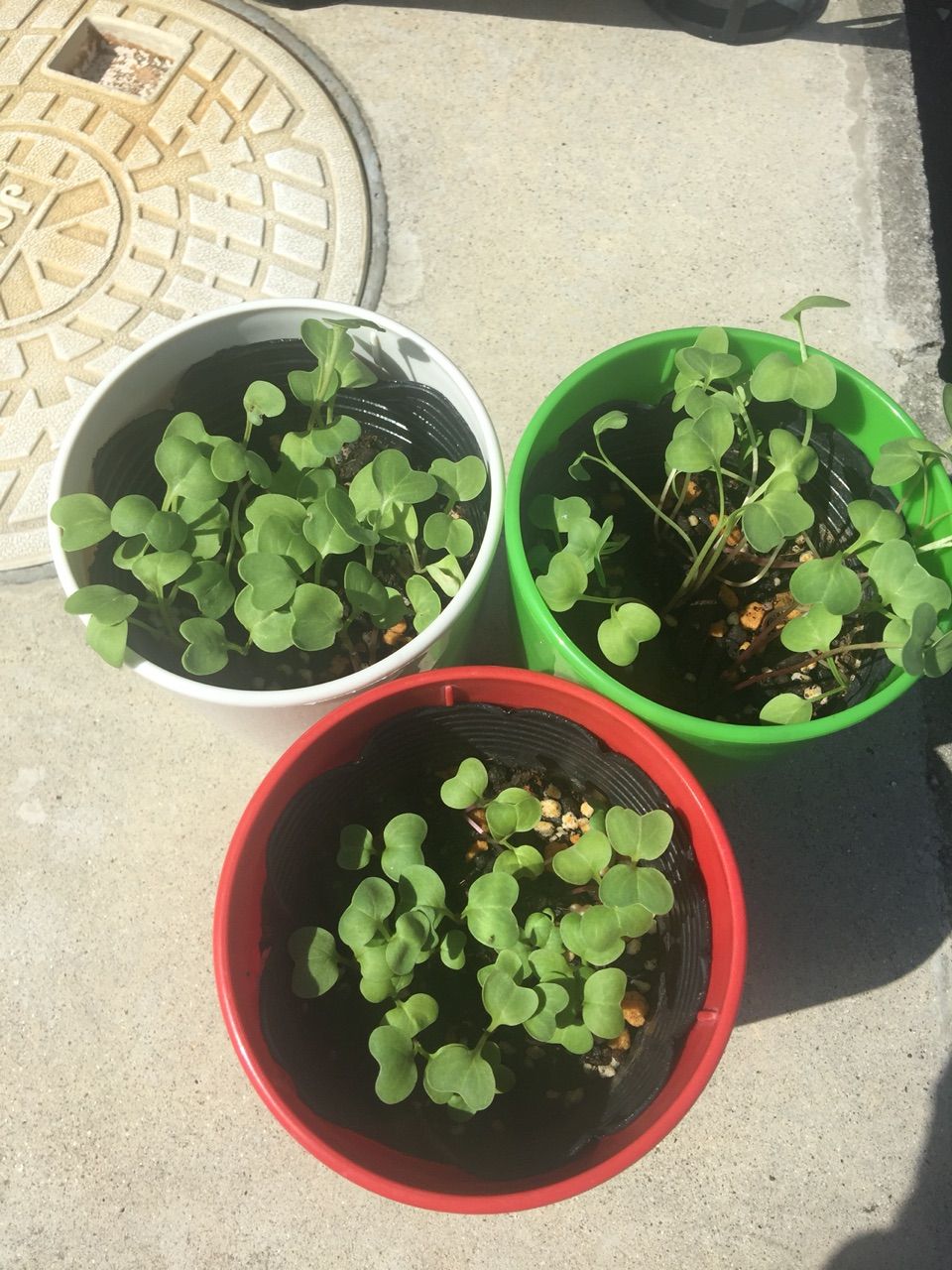 第一回間引き ラディッシュ三姉妹 栽培日誌