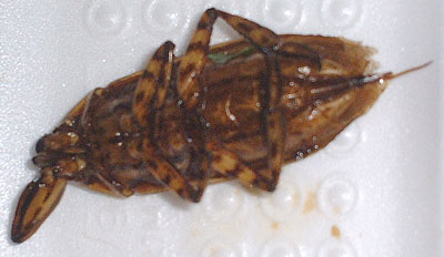 これはゴキブリではありません 食用にするタガメです チェンマイ雑記帳