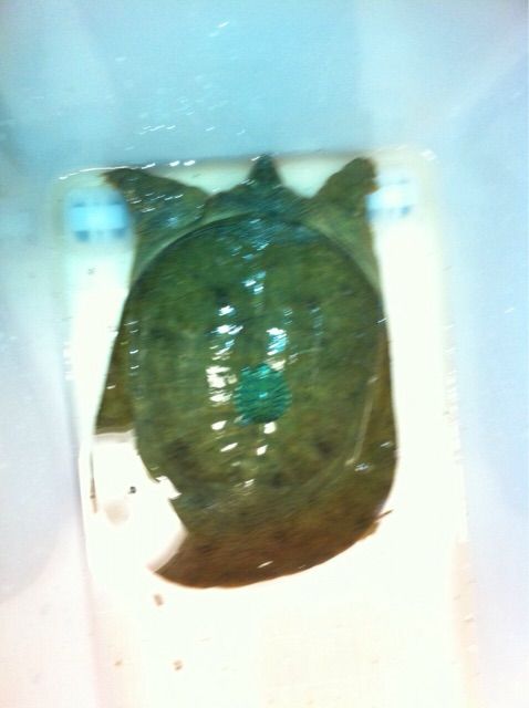 え 食べれるの 1日ゴロゴロ 淀川のお魚食べ方 思い出たくさん いの ブログ え 食べれるの 1日ゴロゴロ 淀川のお魚食べ方 思い出たくさん いの ブログ