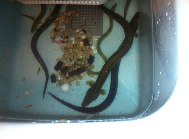 え 食べれるの 1日ゴロゴロ 淀川のお魚食べ方 思い出たくさん いの ブログ え 食べれるの 1日ゴロゴロ 淀川のお魚食べ方 思い出たくさん いの ブログ