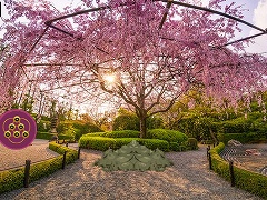 Japanese Blossom Garden Escape