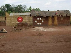 Attack Paddy Crop In Village