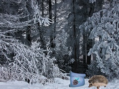 Winter Wonderland Forest Adventure