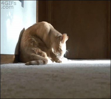 Part1 かわいい癒しの動物gifスレ Youぴょん速報