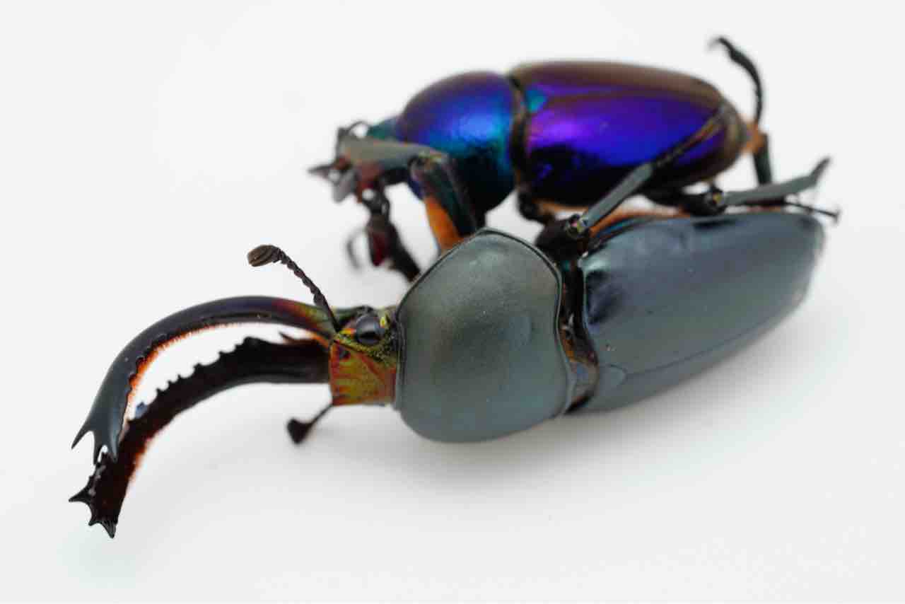 (Dy.OKYM) パプアキンイロクワガタ　ブルー血統　後食済　♀２頭 パプキン