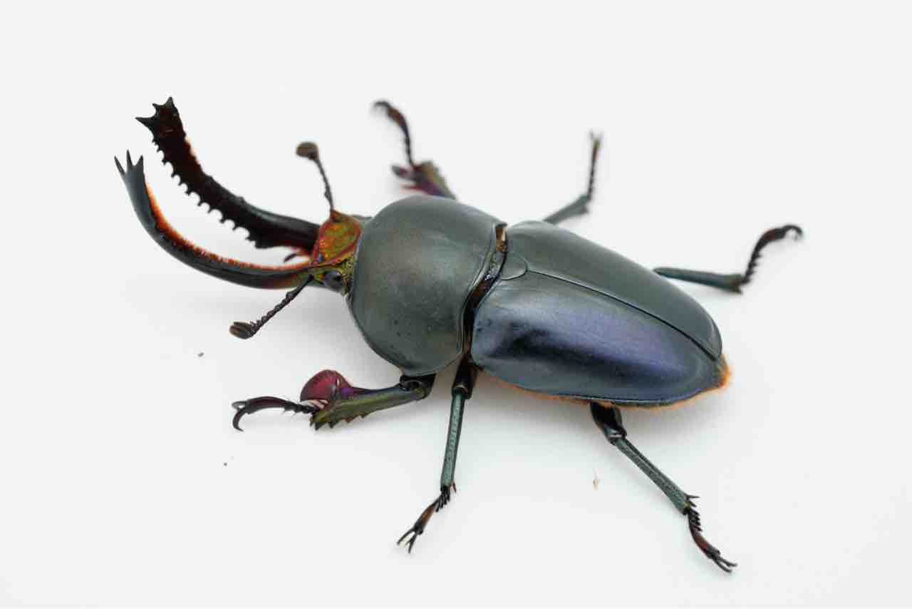 パプアキンイロクワガタ 新ブルー血統 : GOKUSAISHIKI