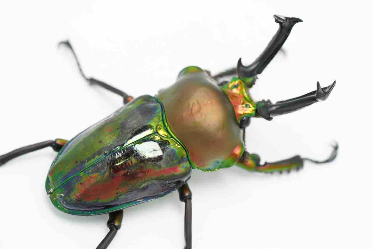 ムシキング　ニジイロクワガタ　通常色＋色違い 3枚セット ニジイロクワガタは色虫の王(当社調べ) : GOKUSAISHIKI