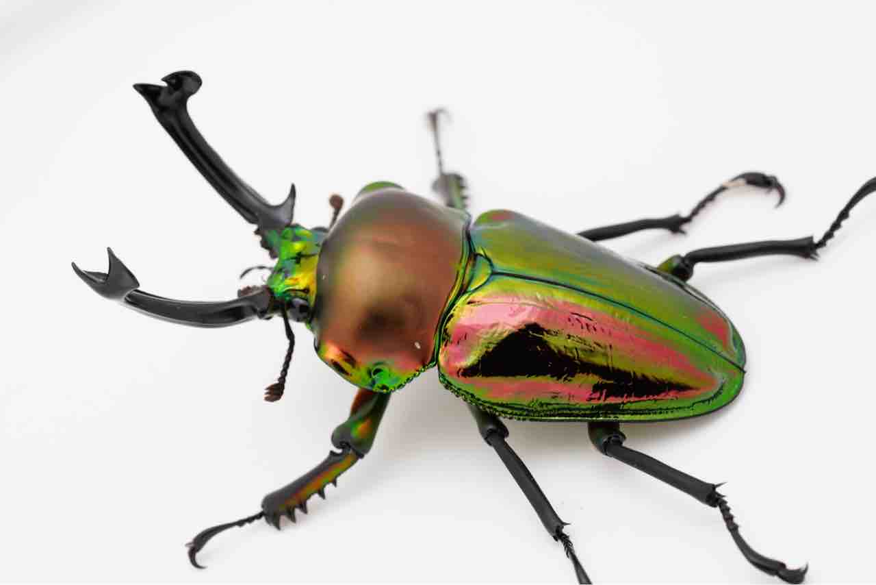 2024年ニジイロクワガタ種親 ノーマル編 : GOKUSAISHIKI