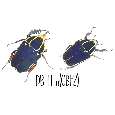 ウガンデンシス 管理名【DB-H in】 : GOKUSAISHIKI(サブ)