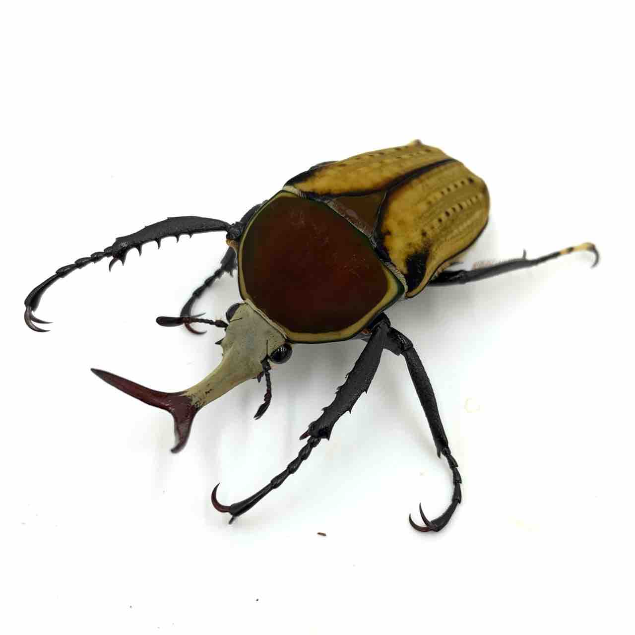 デュカリスサスマタカナブン 45mm デュカリスサスマタカナブン 45mm