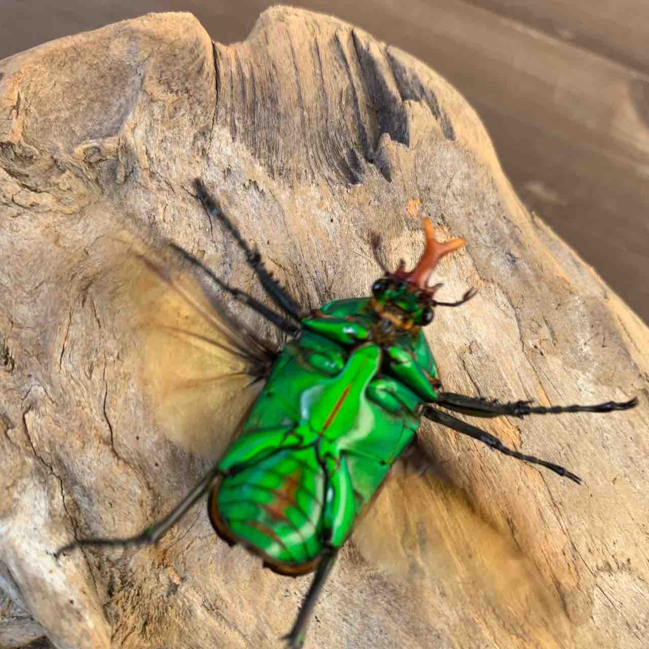 デュカリスサスマタカナブン　45mm デュカリスサスマタカナブン 45mm