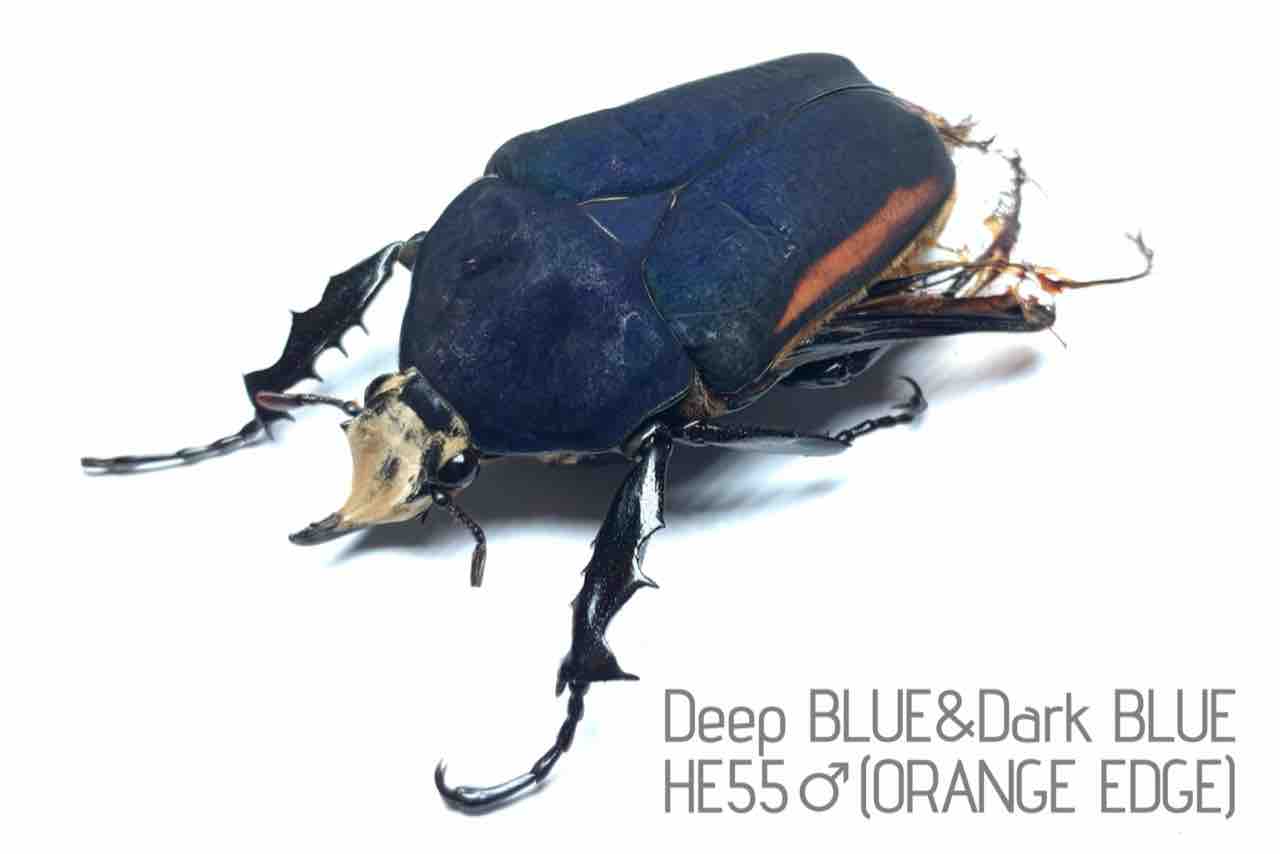 ウガンダ　ウガンデンシス　パープル、ブルー　3頭 羽化＆種親紹介】青いウガンデンシス が羽化しましたので紹介し